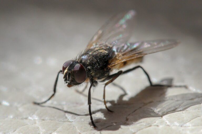 Fliegen an einem Fenster