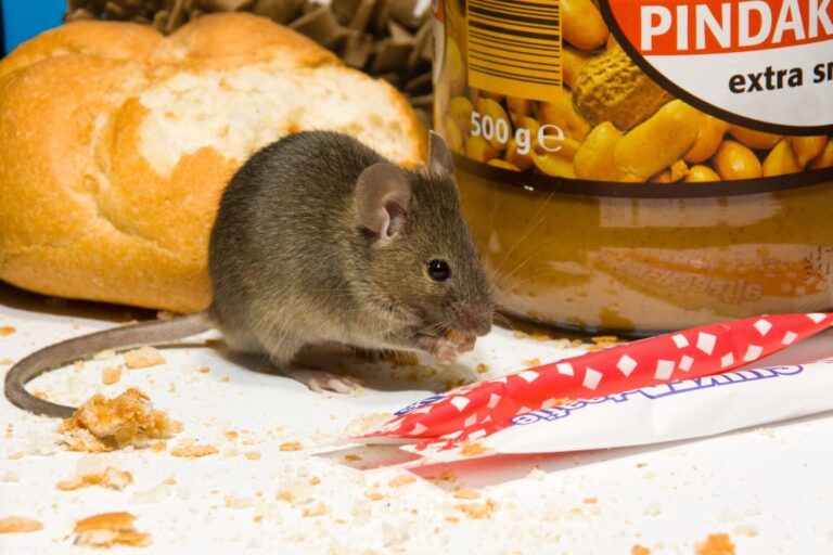 Hausmaus auf Nahrungssuche in einem Wohnraum