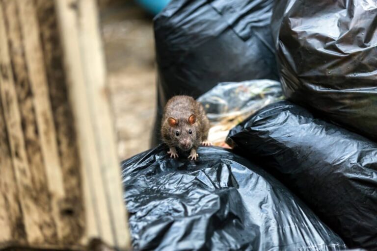 Ratte an einer Kellerwand