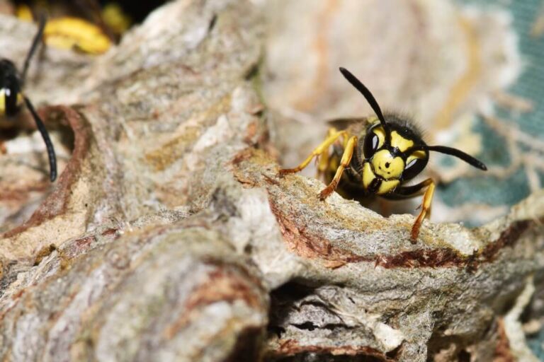 Wespe an einem Nest